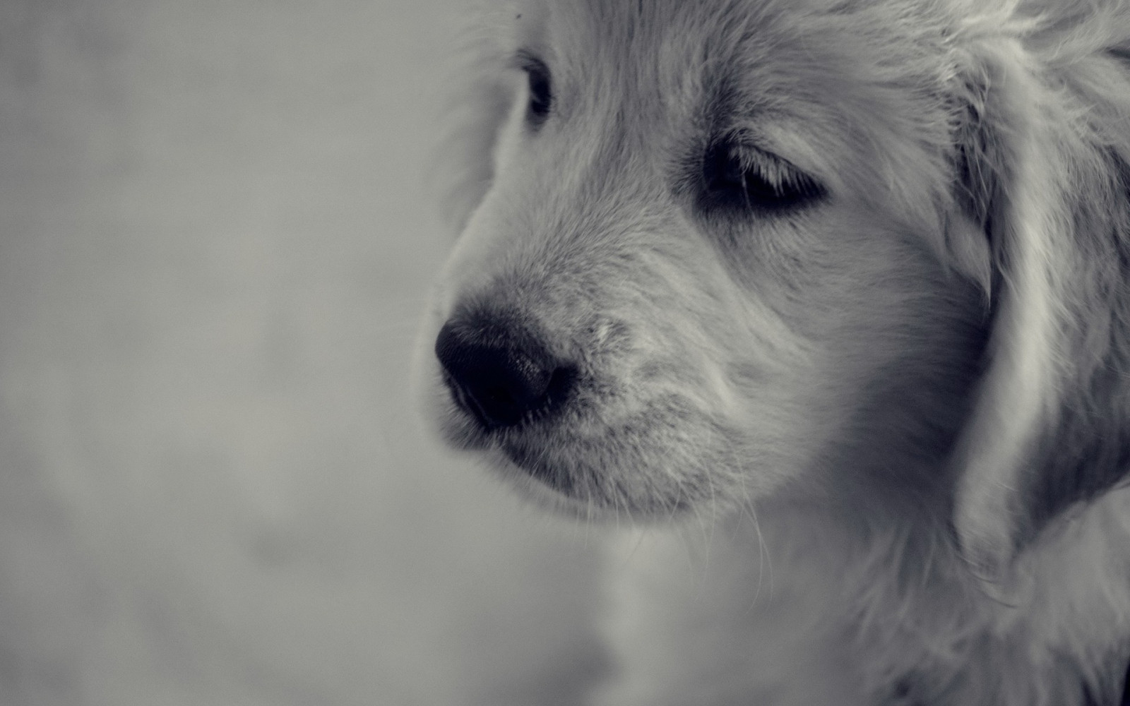 สีขาว, ขาวดำ, หิมะ, สีน้ำเงิน, หมา, ลูกสุนัข, ลูกสุนัข, สัตว์เลี้ยงลูกด้วยนม, 1920x1200 px, ดำและขาว, ถ่ายภาพขาวดำ, สัตว์มีกระดูกสันหลัง, ใกล้ชิด, สุนัขชอบเลี้ยงลูกด้วยนม, จำพวกทอง, สุนัขจำพวกกระตือรือร้น