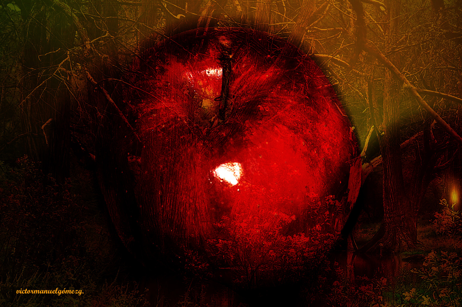 noc, Příroda, Červené, Mexiko, světlo, jablko, podzim, květ, naturaleza, tma, ráj, digitální umění, para tak, Snímek obrazovky, Manzana, artedigital, quer taro, victormanuelg mezg, enteredinsyb, počítač tapeta, orgán, makro fotografie