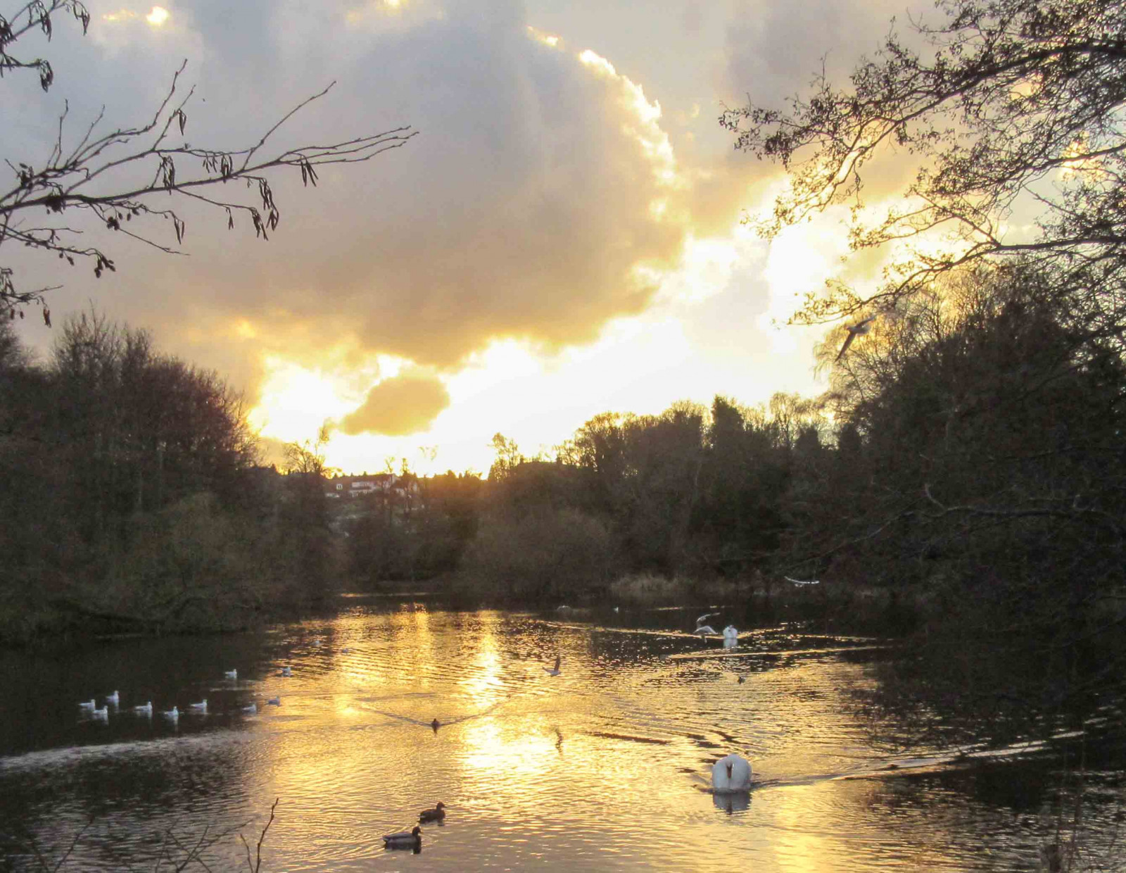 zonsondergang, Blackfordpond, vogelstand, zwaan-, eenden, Edinburgh, Schotland