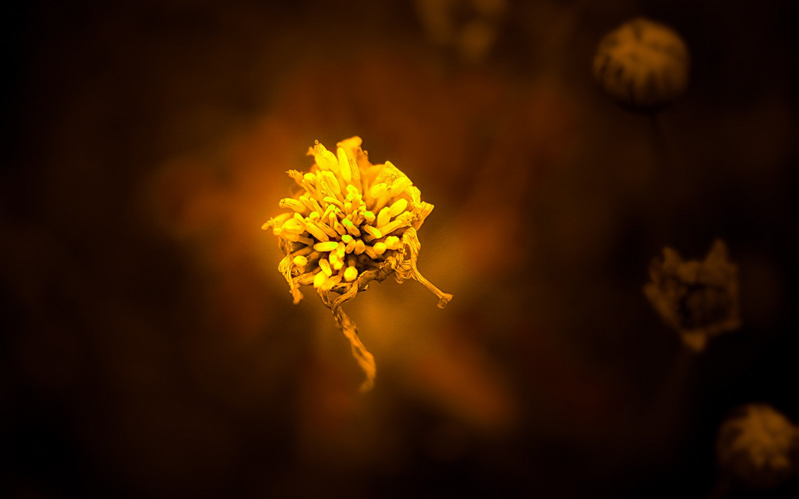 sollys, blomster, nat, natur, afspejling, planter, tæt på, makro, afdeling, gul, lys, træ, efterår, blad, blomst, plante, flora, mørke, computer tapet, makrofotografering