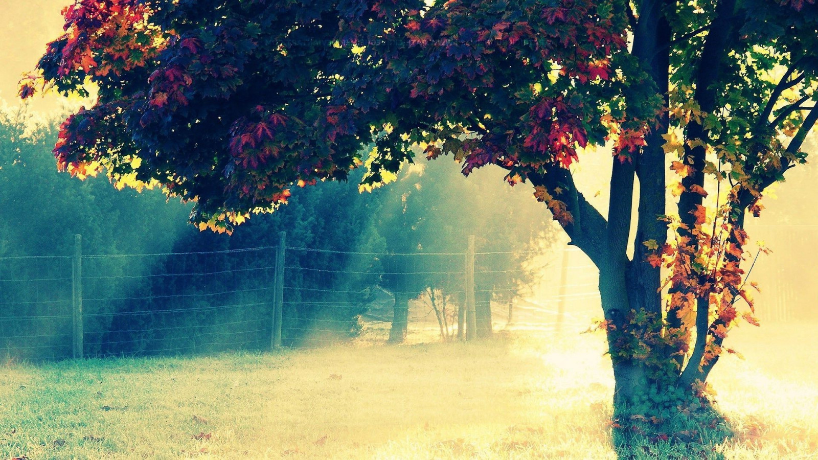 slunečnímu záření, stromy, západ slunce, Příroda, odraz, tráva, zelená, večer, ráno, plot, javorové listy, světlo, barva, strom, podzim, list, květ, rostlina, sezóna, 1920x1080 px, atmosférický jev, dřevina