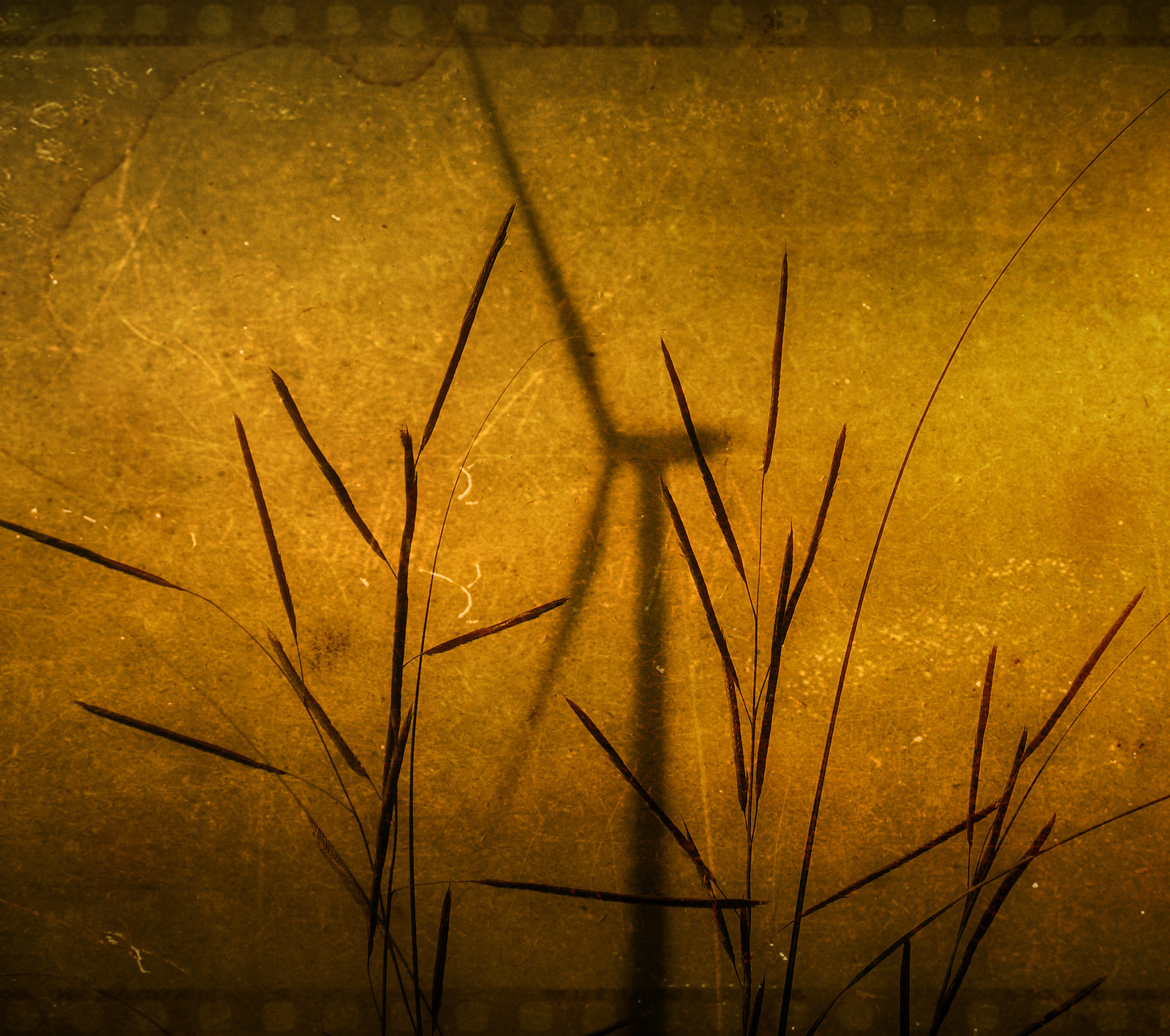 sollys, græs, himmel, træ, afdeling, gul, struktur, atmosfære, vindmølle, USA, Minnesota, turbine, træ, blad, plante, blinkagain, mørke, magicunicornmasterpiece, tatot, Kvist, computer tapet, makrofotografering, græs familie, stængelplante, stadig liv fotografering, Greenenergy, stock photography