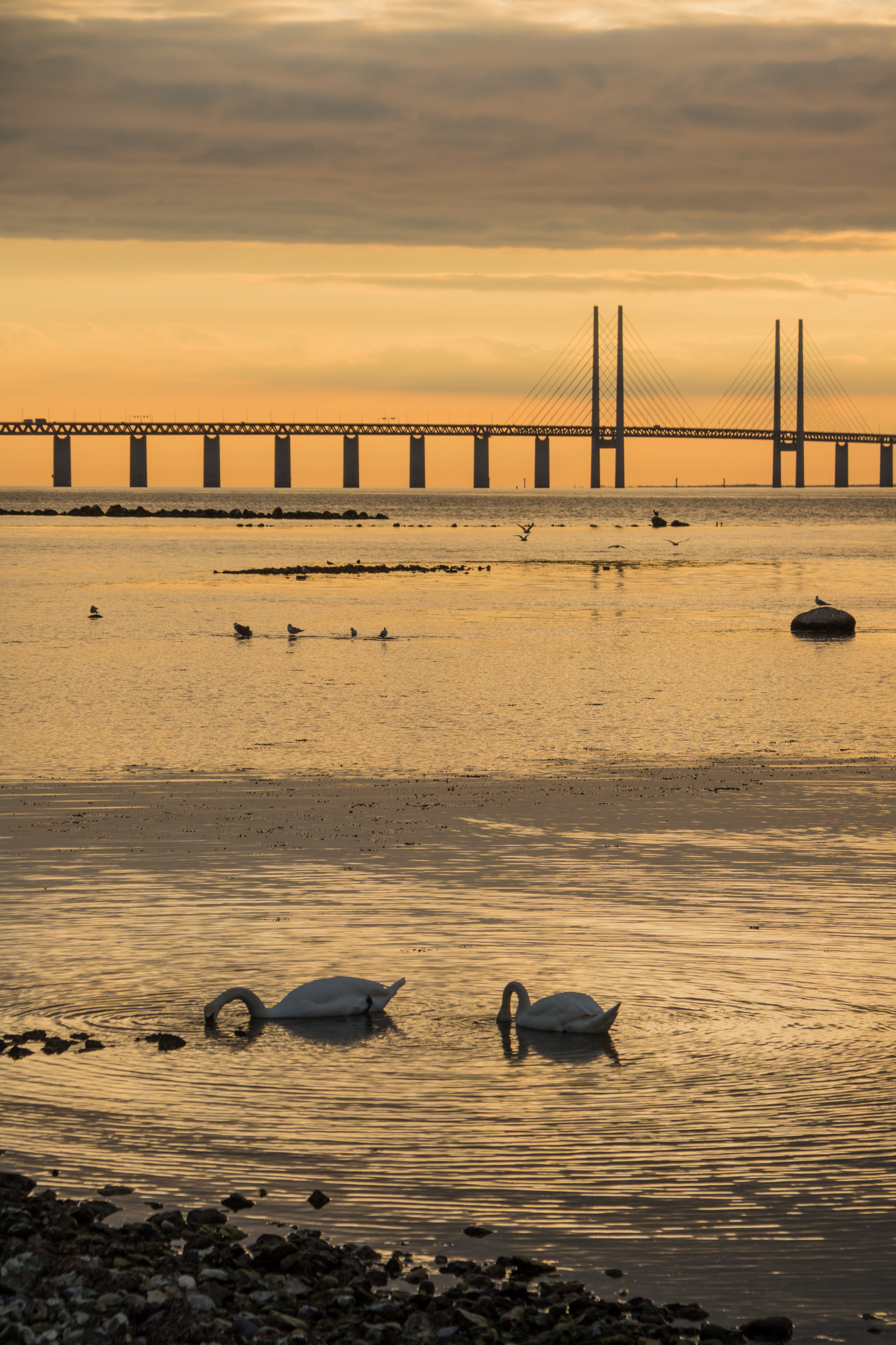 solnedgang, hav, vand, kyst, sand, afspejling, strand, solopgang, aften, morgen, kyst, bro, horisont, mole, skumring, brormand, daggry, ocean, bølge, solnedg ng, resundsbron, Vatten, hav, malmø, Sibbarp, krop af vand, vadehavet