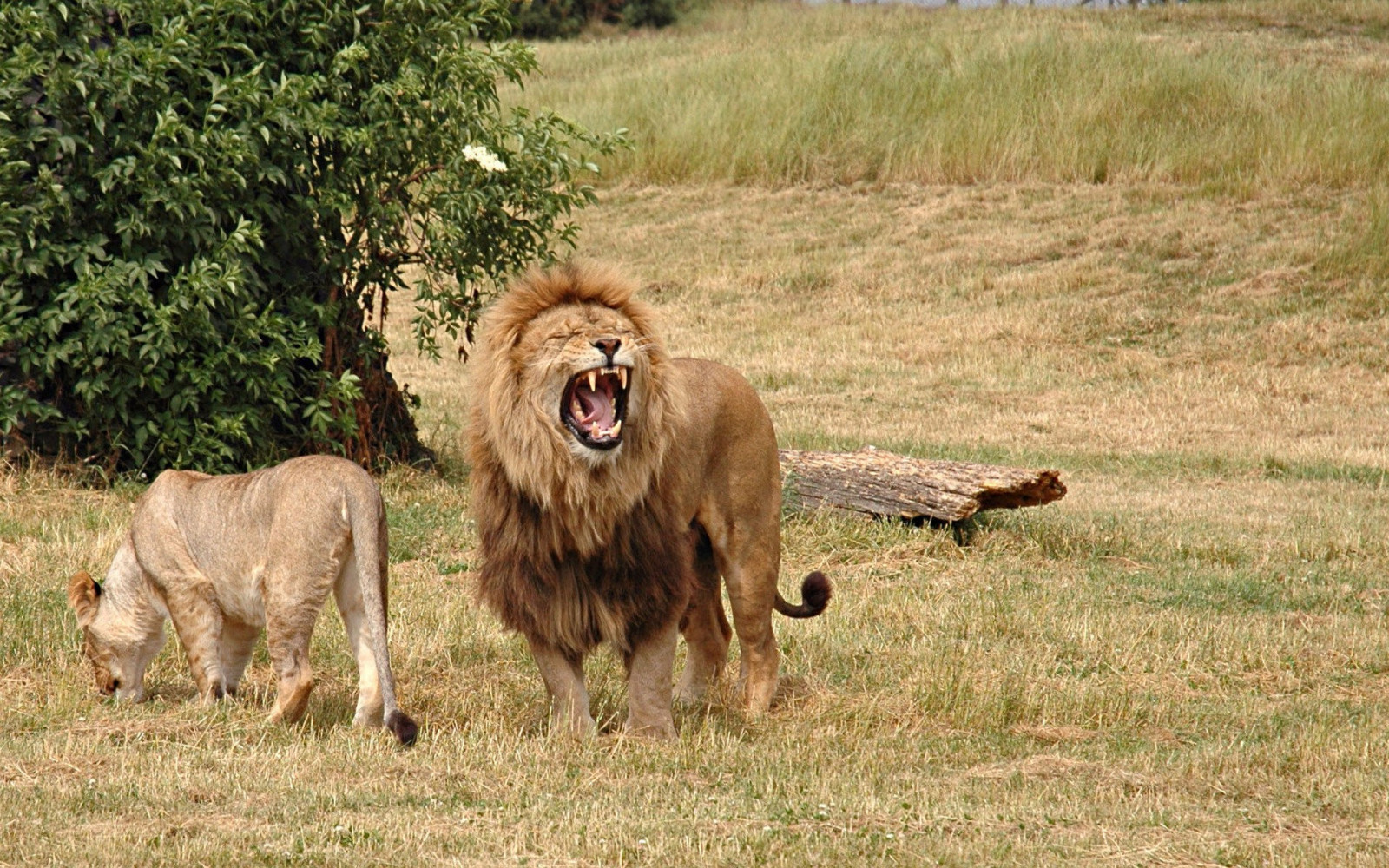 สัตว์, ธรรมชาติ, สิงโต, หมา, สัตว์ป่า, แมวใหญ่, ทุ่งหญ้า, Safari, ฝูงสัตว์, สัตว์ป่า, สัตว์เลี้ยงลูกด้วยนม, 1920x1200 px, สัตว์มีกระดูกสันหลัง, สะวันนา, สุนัขชอบเลี้ยงลูกด้วยนม, กลุ่มสายพันธุ์สุนัข