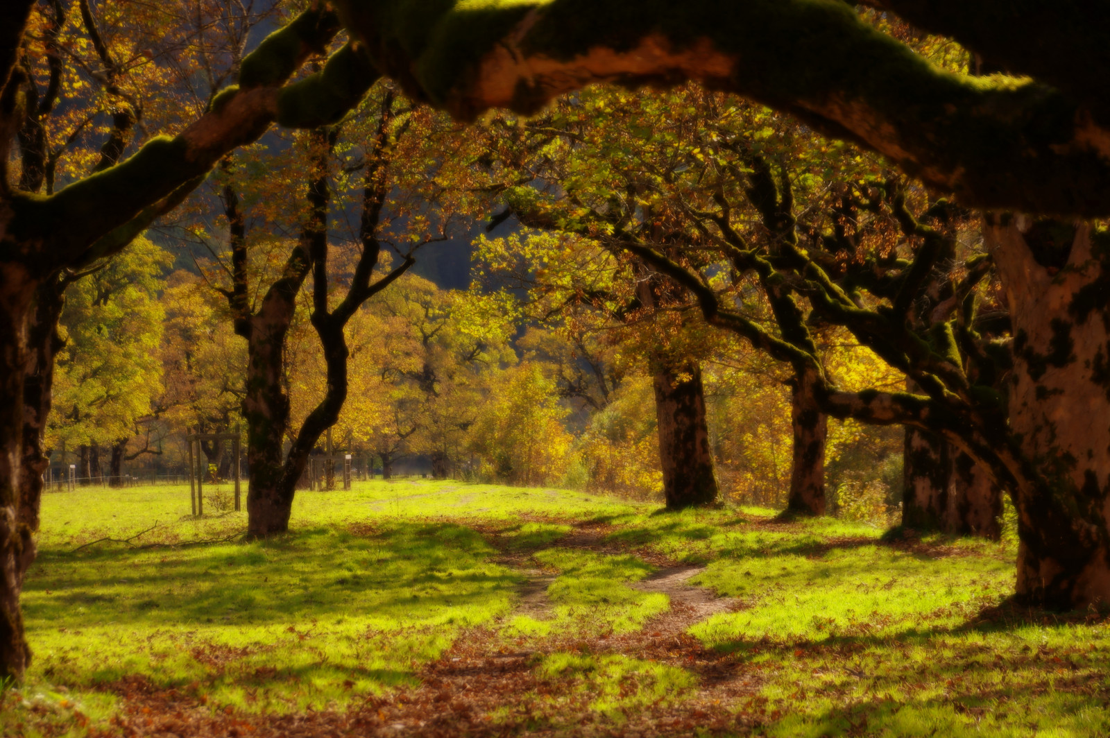 slunečnímu záření, stromy, les, podzim, Příroda, větev, zelená, žlutý, ráno, Rakousko, pentax, strom, zlatý, podzim, list, javor, květ, rostlina, sezóna, ricoh, Wald, Herbst, eng, Karwendel, infinitexposure, tirol, Osterreich, zálesí, háj, místo výskytu, dřevina, opadavý, k3, Ahornboden, groserahornboden
