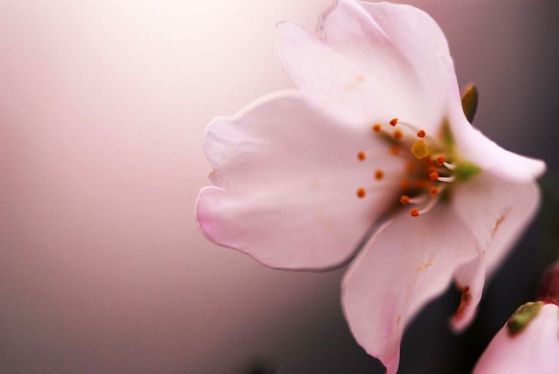 růžový, květ, květ, bílý, flóra, makro fotografie růžový, květ, květ, bílý, flóra, makro fotografie