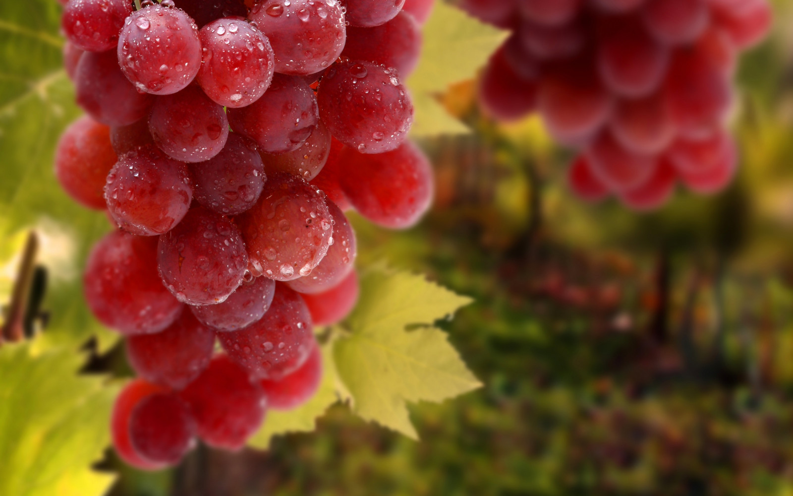 Wallpaper food, fruit, grapes, berries, brush, Grape, autumn, flower, berry, flora, produce