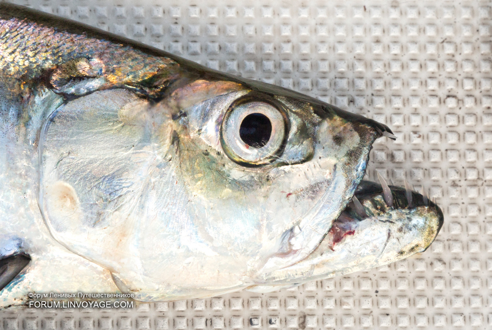 herrer, mennesker, båd, solnedgang, hav, natur, køretøj, fisk, frugt, Sol, indiske, yacht, Thailand, Ørred, koh, fiskeri, Grape, katamaran, tunfisk, ananas, dreng, udendørs, pige, ocean, mand, kvinde, bas, phuket, andaman, Racha, yai, noi, sild, mango, torsk, fritidsfiskeri, aborre