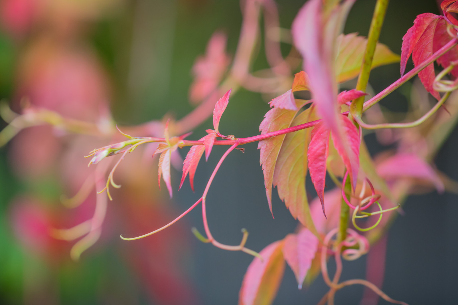 luce del sole, giardino, natura, rosso, parco, fotografia, ramo, fiorire, rosa, autunno, foglia, fiore, pianta, flora, h st, modello canoneos760d exif, geocountry, Marca fotocamera Canon, Geocity, modello di fotocamera canoneos760d, exif ISOSPEED 250, geostate, geolocalizzazione, exif fare canon, exif focalLength 100 millimetri, ef100mmf28lmacroisusm lente exif, Alnarp, apertura exif 28, petalo, Fiore di campo, botanica, impianto di terra, pianta fiorita, avvicinamento, arbusto, fotografia macro, staminali vegetali