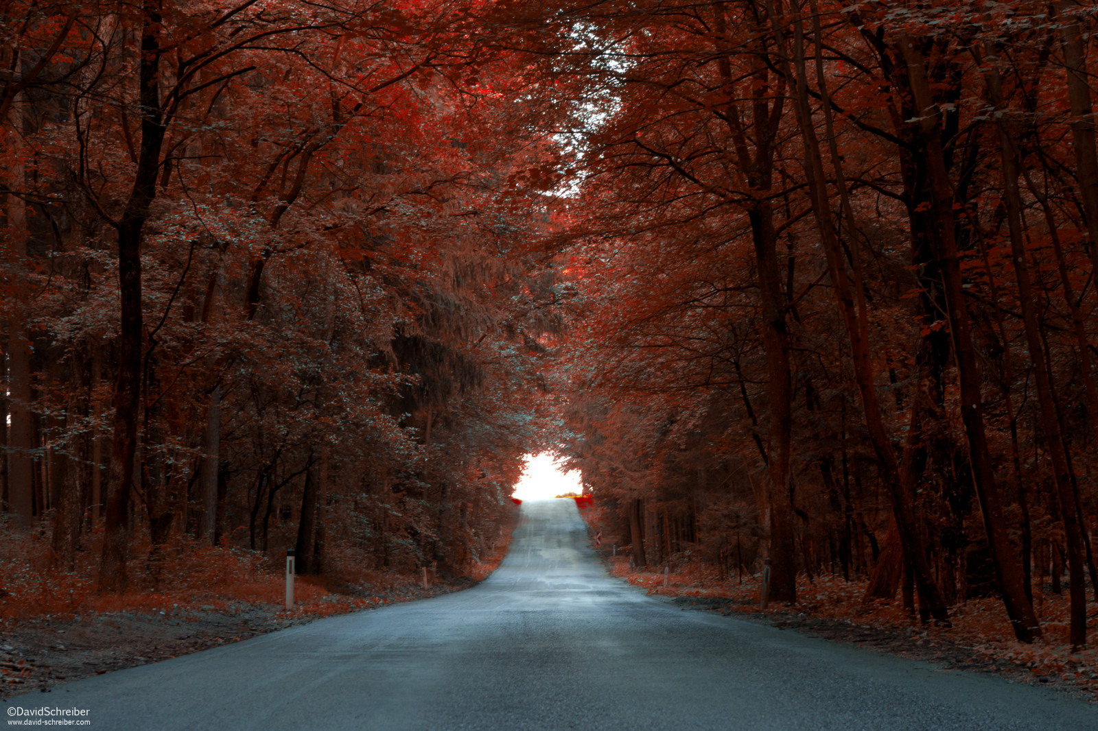 osvětlení, ulice, dřevo, ráno, podzim, světlo, tapeta na zeď, nebe, oranžový, hnědý, trouchnivění, UMĚNÍ, Příroda, barvy, Krásná, Kánon, sezóna, krajina, Rakousko, licht, Osterreich, alej, les, teplý, nálada, strasse, Herbst, natur, trubka, avenue, DeviantArt, Landschaft, Wald, Baume, baum, mystik, cesta, stimmung, Farben, allee, schon, durchgang, 500px, 5dmarkii