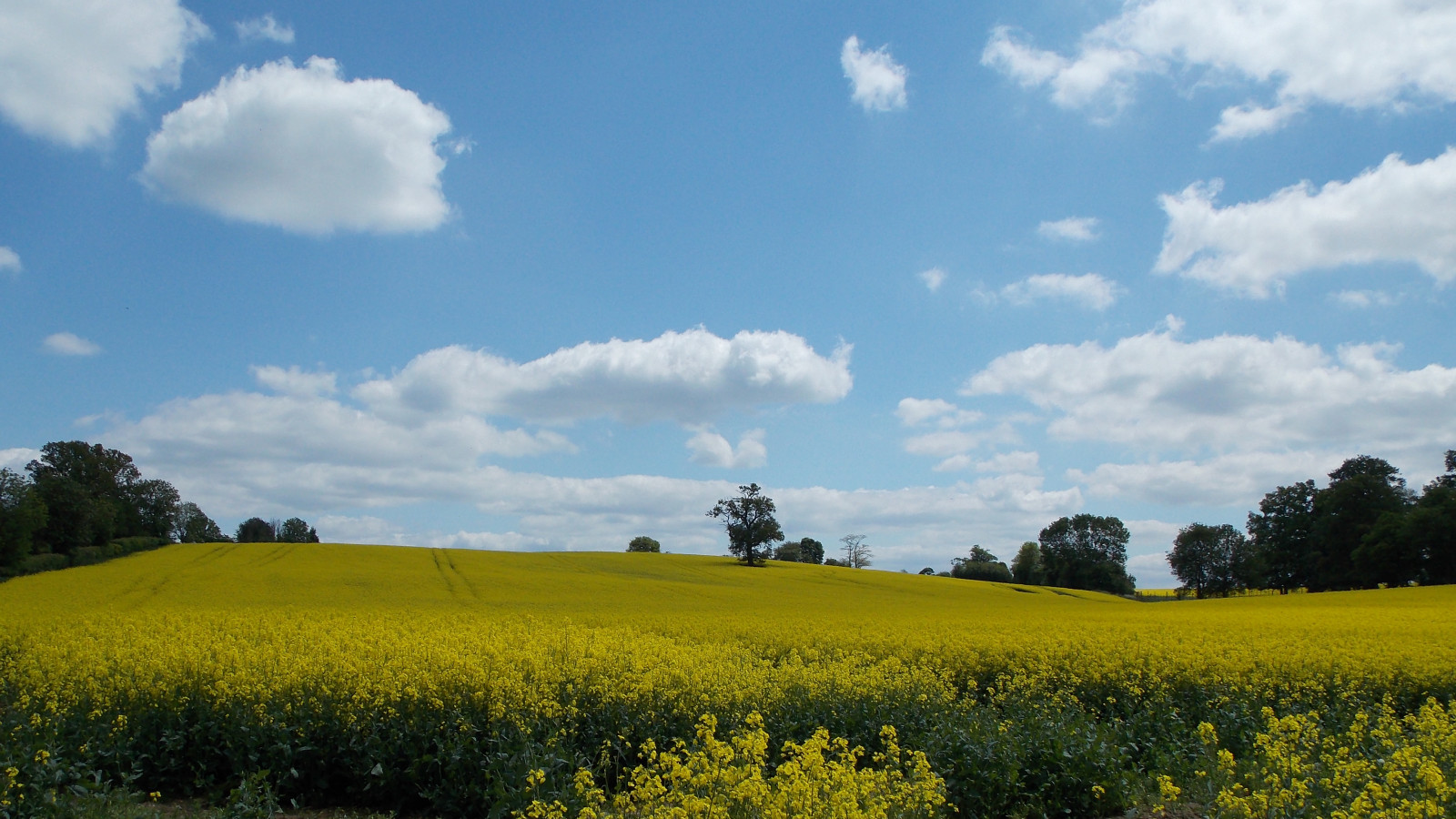 krajina, kopec, Příroda, tráva, nebe, pole, žlutý, hospodařit, letní, Nikon, zlato, jaro, 2013, mount scenérie, řepkového, mrak, strom, den, lučina, rostlina, pastvina, pwpartlycloudy, řepka, zemědělství, louka, plantáž, prostý, Bedfordshire, během dne, coolpix, L810, divoká rostlina, prérie, oříznutí, venkov, počítač tapeta, vyrobit, tráva rodina, meteorologický jev, brassica, kupa, pozemek pozemek, hořčice závod, brassica rapa, hořčice a zelí rodina, Woburn, Yahoo yourpictures summer2013