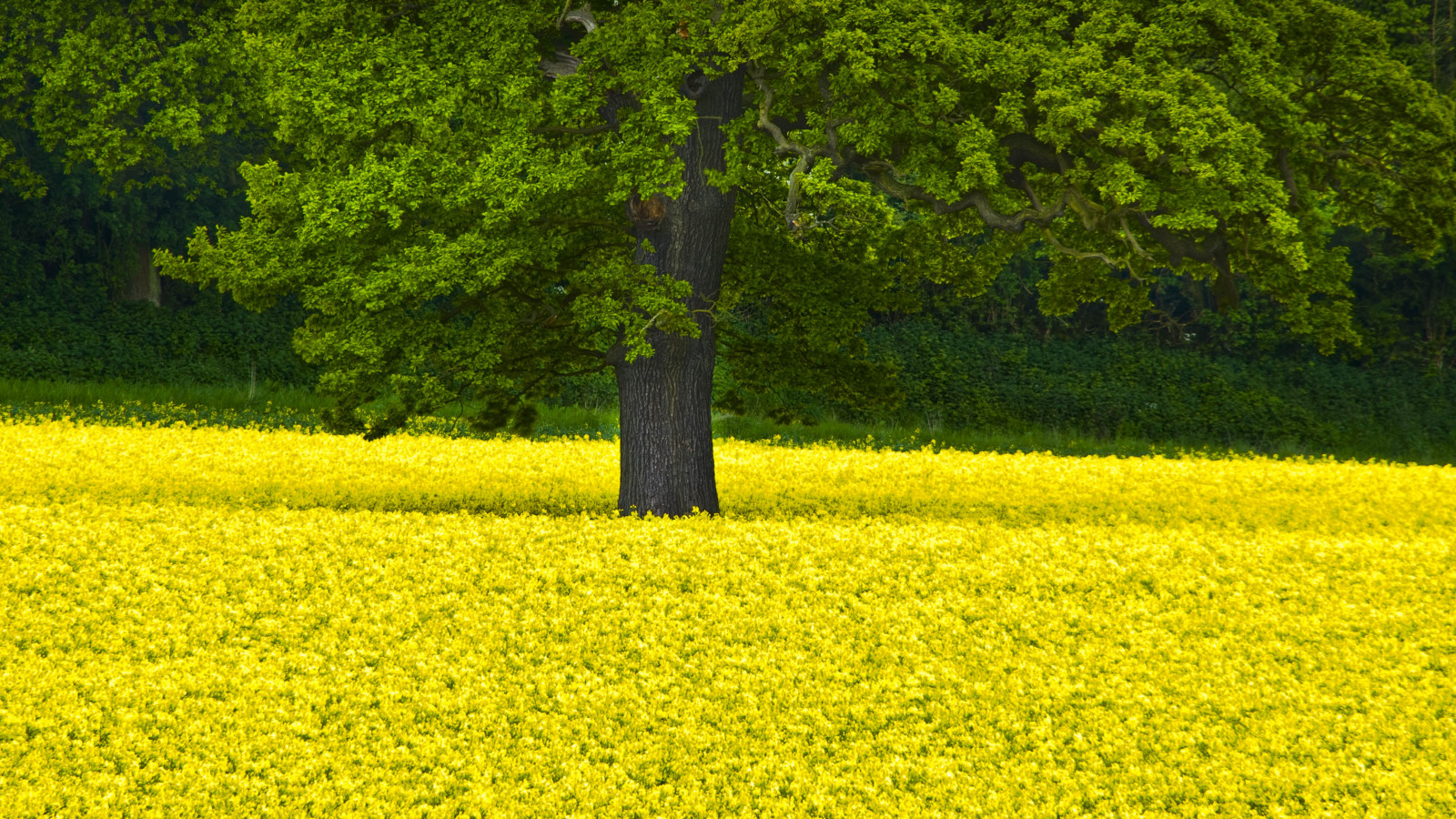 Wallpaper landscape, food, field, green, yellow, Rapeseed, tree