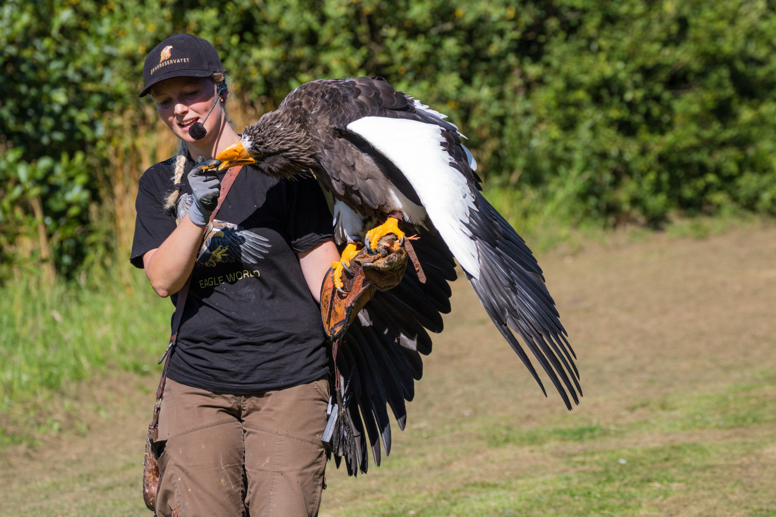 สัตว์ป่า, นกล่าเหยื่อ, นกอินทรี, เดนมาร์ก, ปาก, Falcon, นก, birdofprey, Danmark, f เจล, exif model canoneos760d, ประเทศธรณีวิทยา, กล้องทำให้ Canon, geocity, กล้องรุ่น canoneos760d, geostate, ตำแหน่งทางภูมิศาสตร์, รูรับแสง 56, exif ทำให้ canon, exif isospeed 100, exif เลนส์ ef70300mmf456lisusm, ความยาวคลื่น exif 166mm, Skagen, rovf gel, eagleworld, rnreservatet, haliaeetuspelagicus, stellersseaeagle, j ttehavs rn, สัตว์มีกระดูกสันหลัง, อีแร้ง