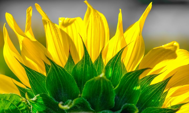 sunlight, nature, plants, macro, green, field sunlight, nature, plants, macro, green, field