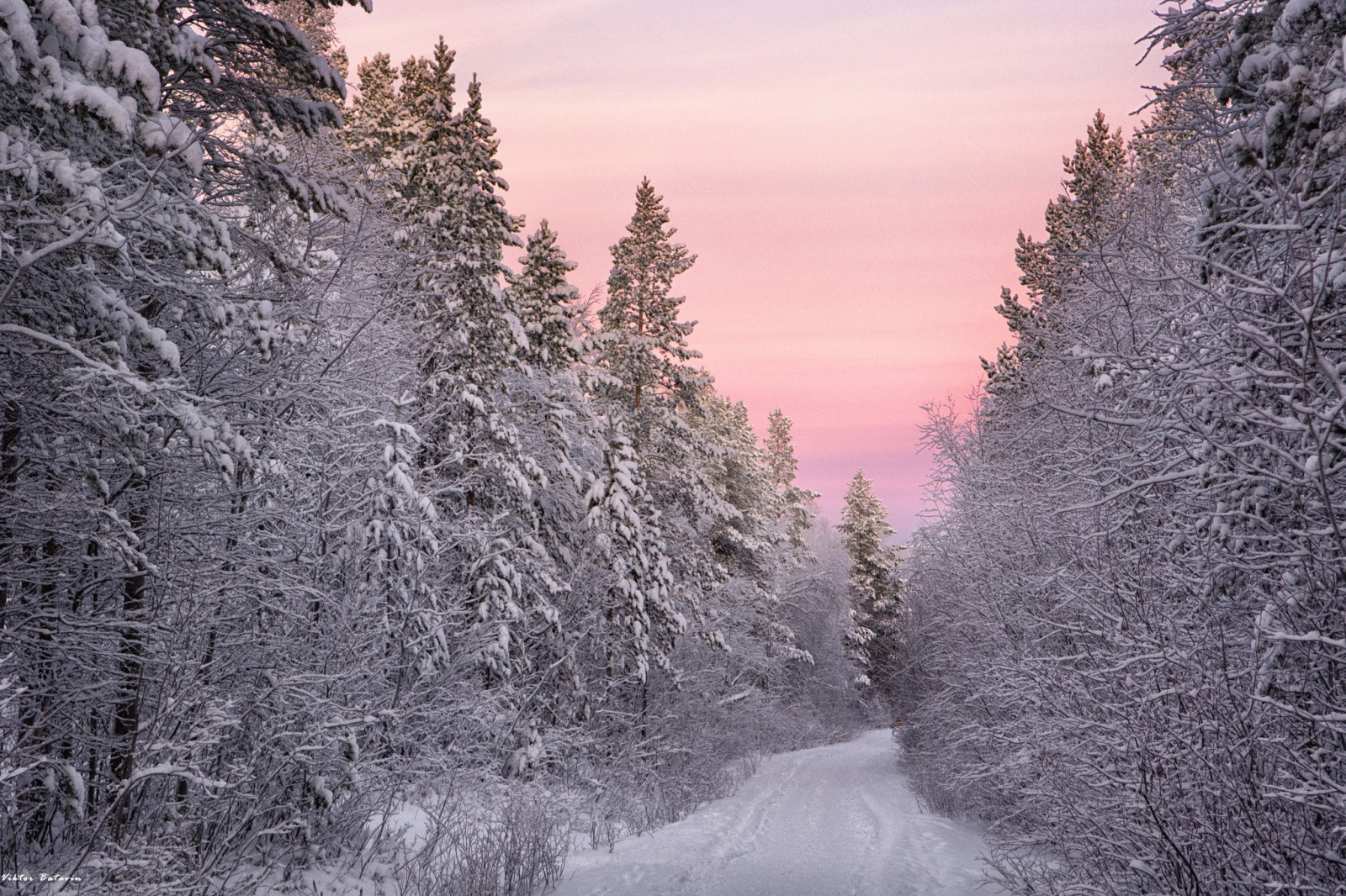 Wallpaper Sunlight Landscape Forest Nature Snow Winter 