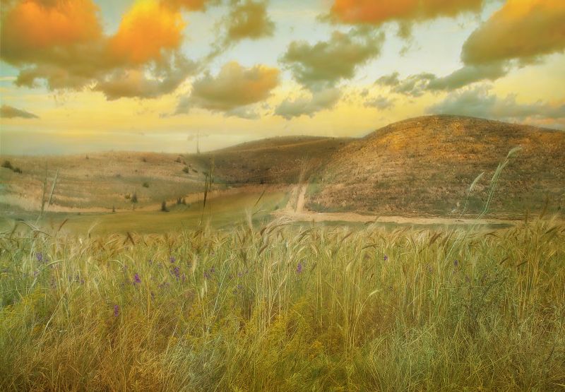 sky, grassland, ecosystem, prairie, field, grass sky, grassland, ecosystem, prairie, field, grass