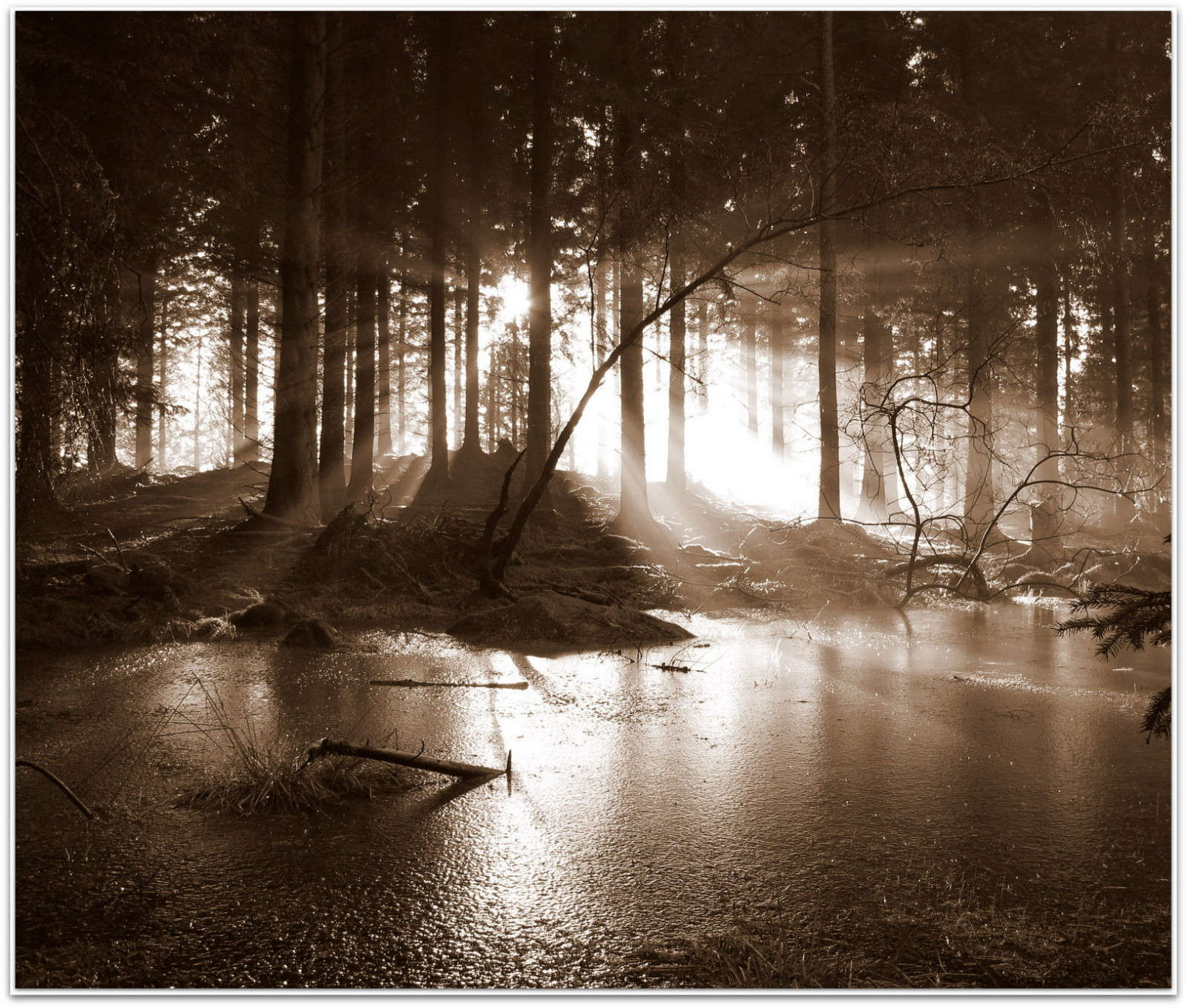 sollys, landskab, Skov, monokrom, natur, afspejling, vinter, Skotland, afdeling, morgen, tåge, sepia, sump, vådområde, træ, blad, sæson, mørke, skov, ericrobbniven, Dunkeld, canong12, Atholl, levested, naturligt miljø, atmosfærisk fænomen, sort og hvid, monokrom fotografering