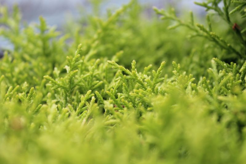 naturaleza, césped, rama, musgo, verde, campo naturaleza, césped, rama, musgo, verde, campo