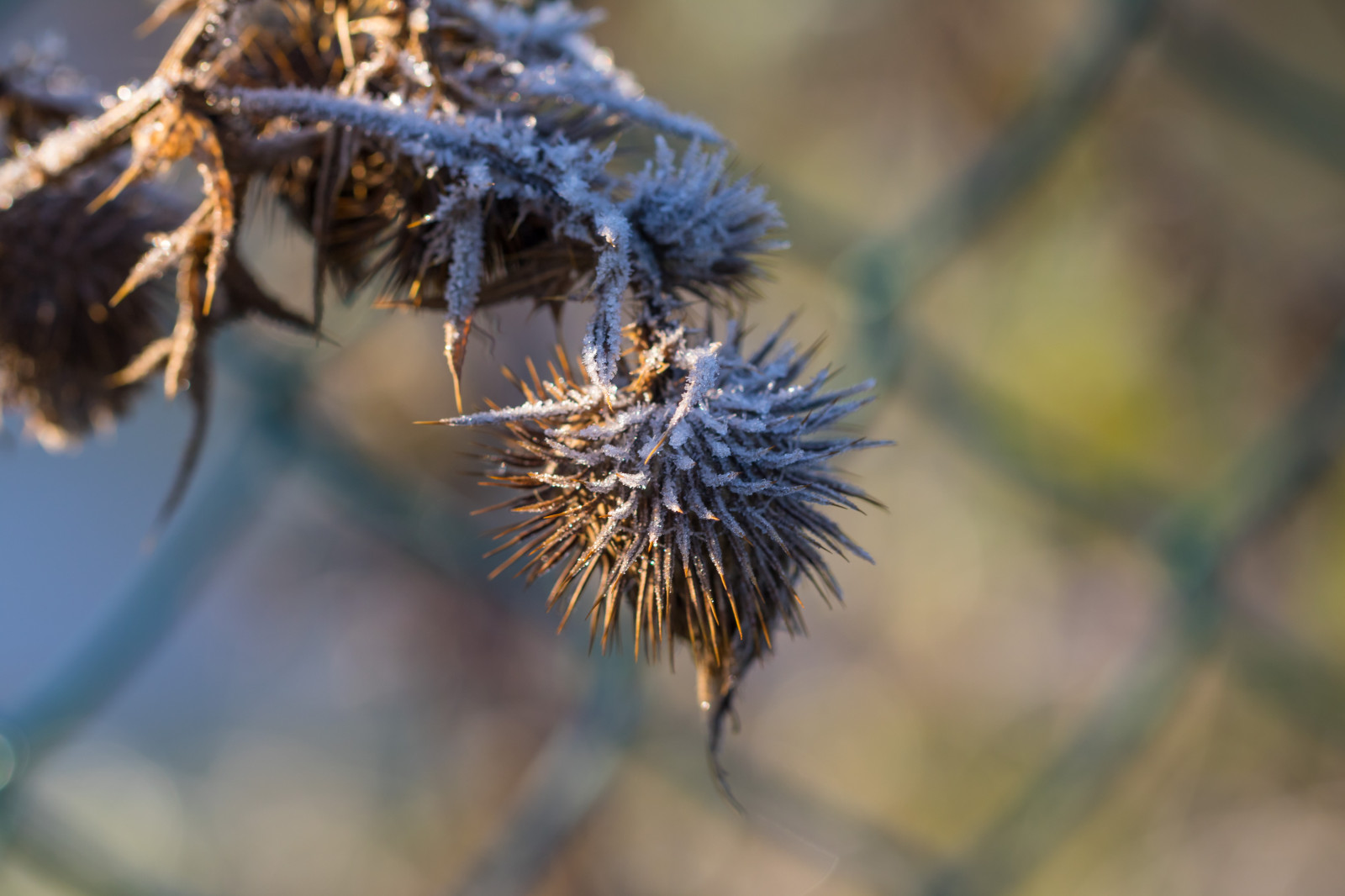 Příroda, tráva, zima, fotografování, makro, větev, Studený, mráz, strom, podzim, list, květ, rostlina, sezóna, flóra, makro, natur, kallt, exif modelu canoneos760d, geocountry, Kamera aby kánon, geocity, Model fotoaparátu canoneos760d, geostate, geolocation, exif aby kánon, EXIF isospeed 100, EXIF otvor 40, exif focallength 100mm, EXIF ef100mmf28lmacroisusm čočka, fauna, větvička, botanika, suchozemská rostlina, dřevina, zblízka, makro fotografie, trny trny a trny, tráva rodina, závod stonek