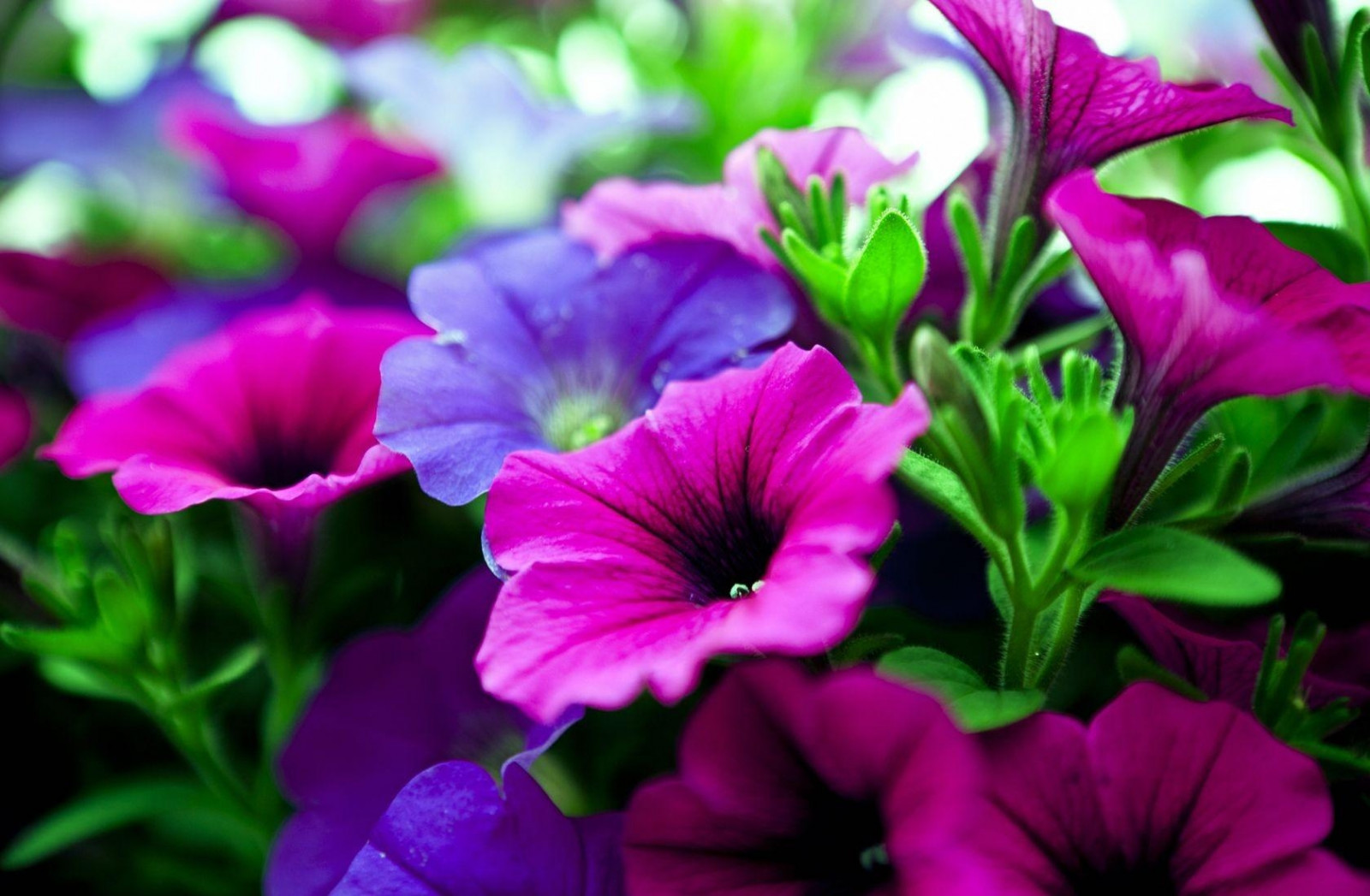 Fondos de pantalla : Kalihobriya, Flores, brillante, rosado, púrpura