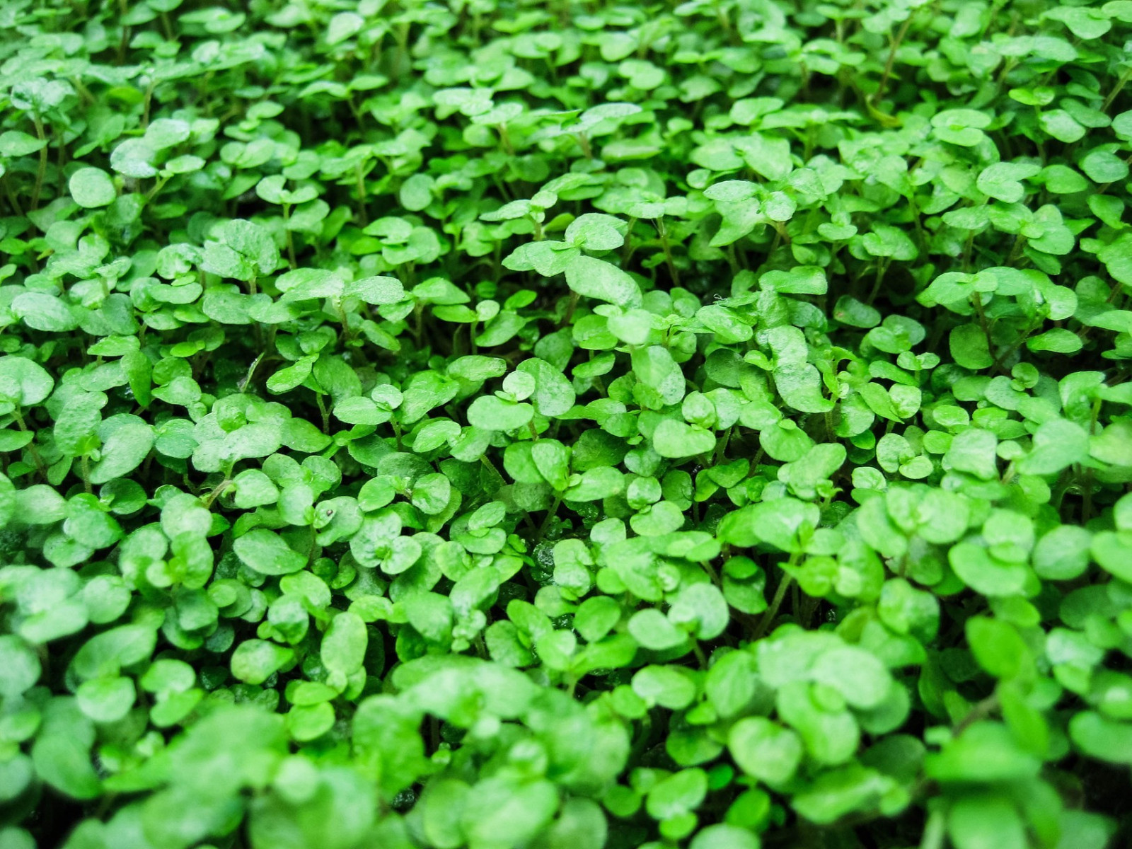 le foglie, natura, erba, verde, erba, foglia, fiore, pianta, trifoglio, prato, suolo, produrre, impianto di terra, pianta fiorita, pianta annuale, famiglia del prezzemolo, Apiales, groundcover, centella, centella asiatica, trifolieae