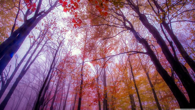 Ánh sáng mặt trời, rừng, thiên nhiên, Hình mờ, chi nhánh, buổi sáng