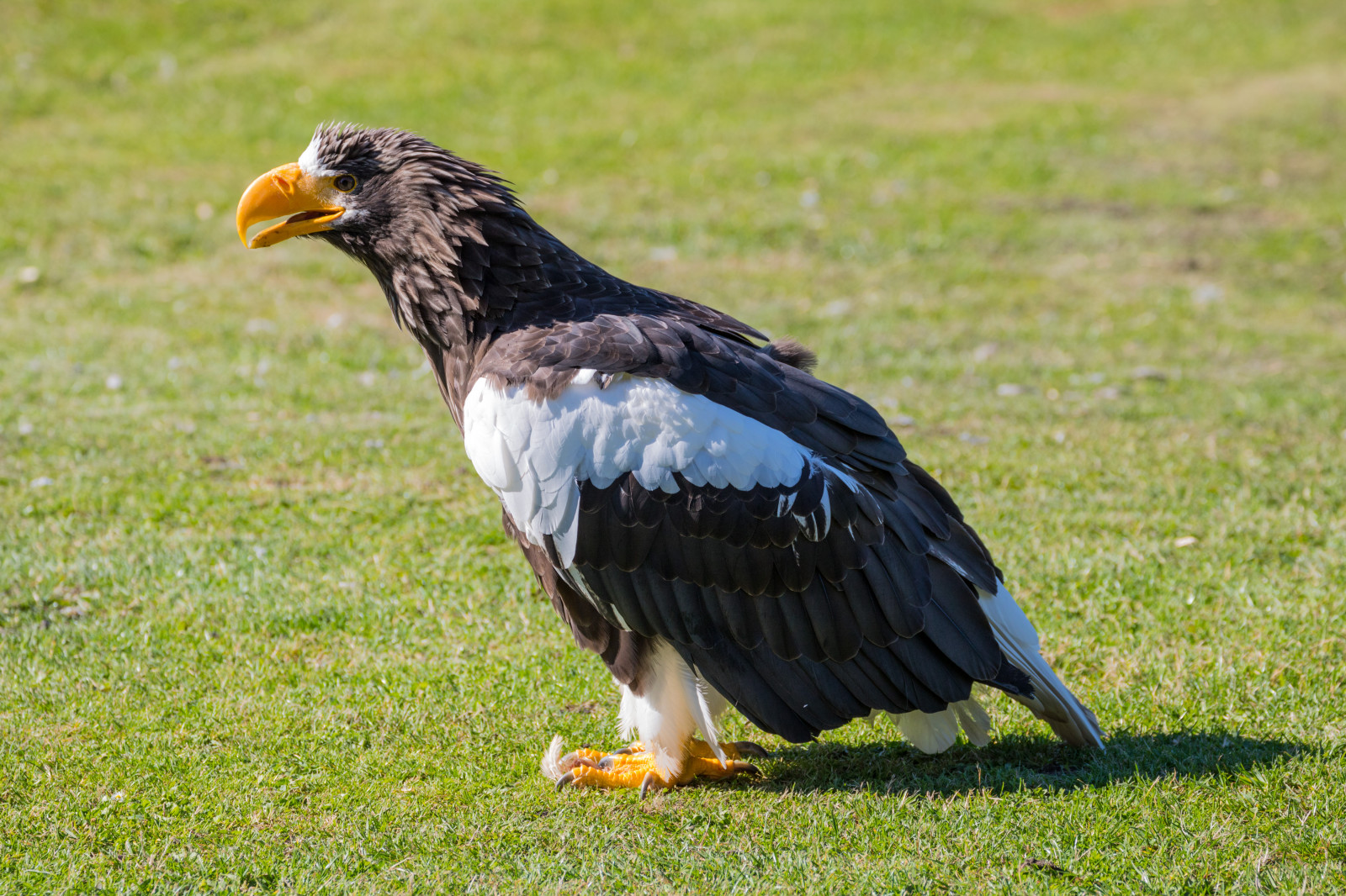 dyreliv, rovfugl, ørn, Danmark, Hvidhovedet havørn, næb, fugl, birdofprey, danmark, f gel, exif model canoneos760d, geocountry, kamera gør kanon, geocity, kameramodel canoneos760d, geostate, geolocation, exif åbning 56, exif gøre kanon, exif isospeed 100, exif linse ef70300mmf456lisusm, exif focallength 170mm, skagen, rovf gel, Ørnereservatet, rnreservatet, haliaeetuspelagicus, stellersseaeagle, j ttehavs rn, vinge, fauna, hvirveldyr, Grib, accipitriformes