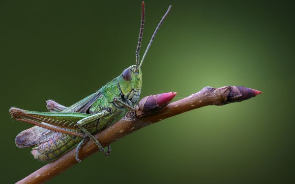 nature,depth of field,macro,insect,grasshopper,branch