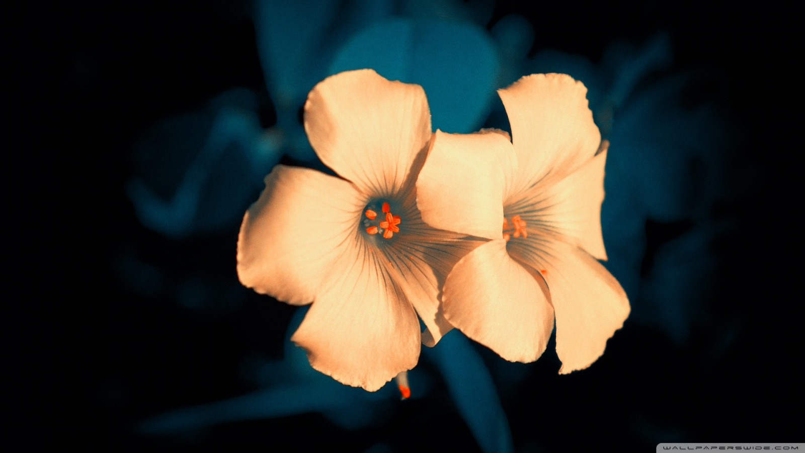 luce del sole, bianca, fiori, rosso, piante, fotografia, macro, giallo, blu, fiorire, leggero, colore, foglia, fiore, pianta, occhio, flora, oscurità, petalo, impianto di terra, pianta fiorita, avvicinamento, fotografia macro