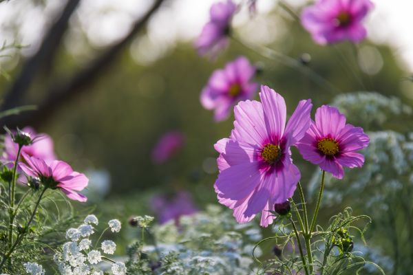 nature, blossom, flower, plant, flora, field