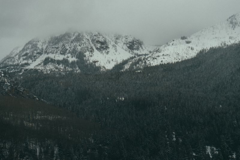 Árvores, monocromático, neve, floresta, Colina, natureza Árvores, monocromático, neve, floresta, Colina, natureza