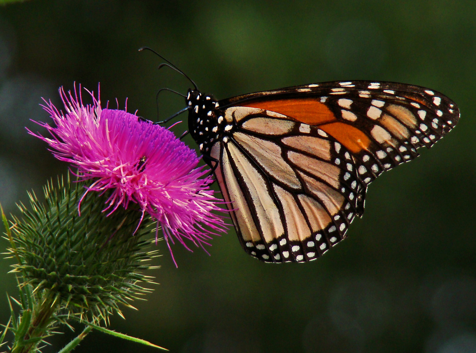 Wallpaper white, black, insect, orange, Vermont, flower, august