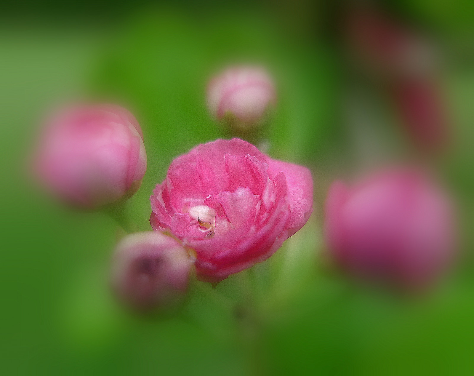 Brusel, Evropa, Belgie, Belgique, Bruxelles, Brussel, Schaarbeek, Schaerbeek, belgie, LX3, parcjosaphat, josaphatpark, bestcapturesaoi, pfranche