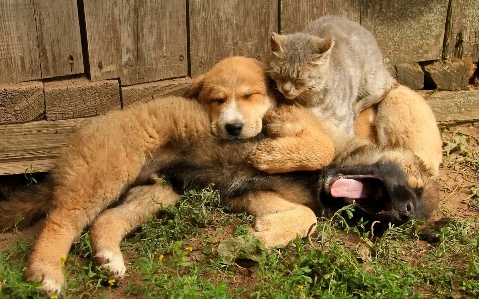 kat, dyr, hund, hundehvalp, pattedyr, hvirveldyr, Ulvehund, hund som pattedyr, hundens race gruppe, hund krydsninger, gade hund