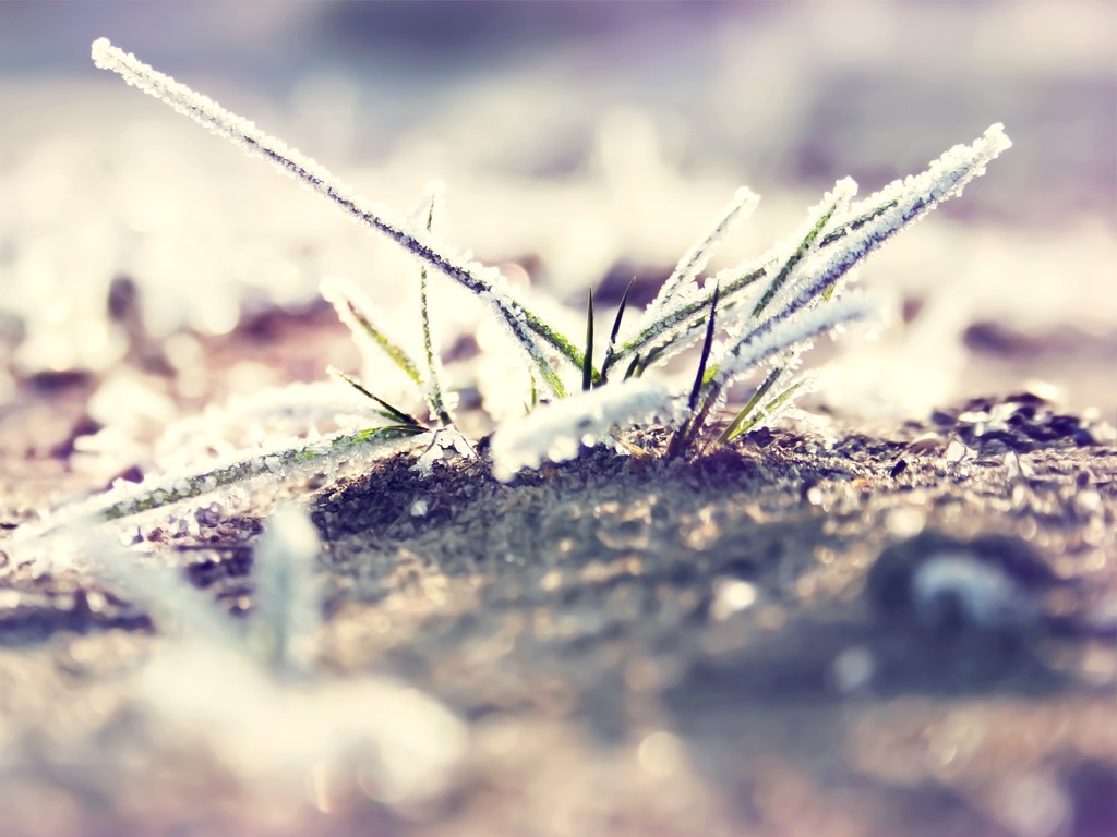 sollys, dybdeskarphed, vand, natur, græs, sne, vinter, fotografering, vanddråber, makro, afdeling, morgen, frost, lavendel, bokeh, dug, Fryser, blad, blomst, plante, sæson, flora, tæt på, makrofotografering, græs familie, fugtighed