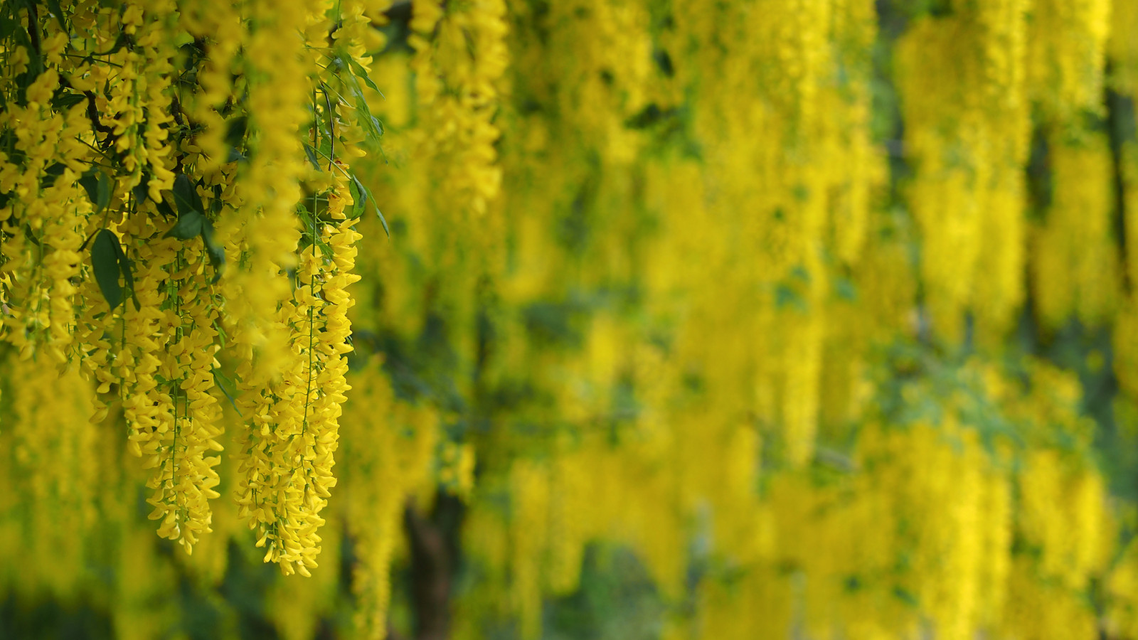žlutý, pole, vegetace, jaro, slunečnímu záření, strom, tráva, tráva rodina, oříznutí, řepkového, zemědělství, hořčice závod, mimóza, závod stonek, louka, větev, jinan dvoulaločný, zboží, divoká rostlina, počítač tapeta