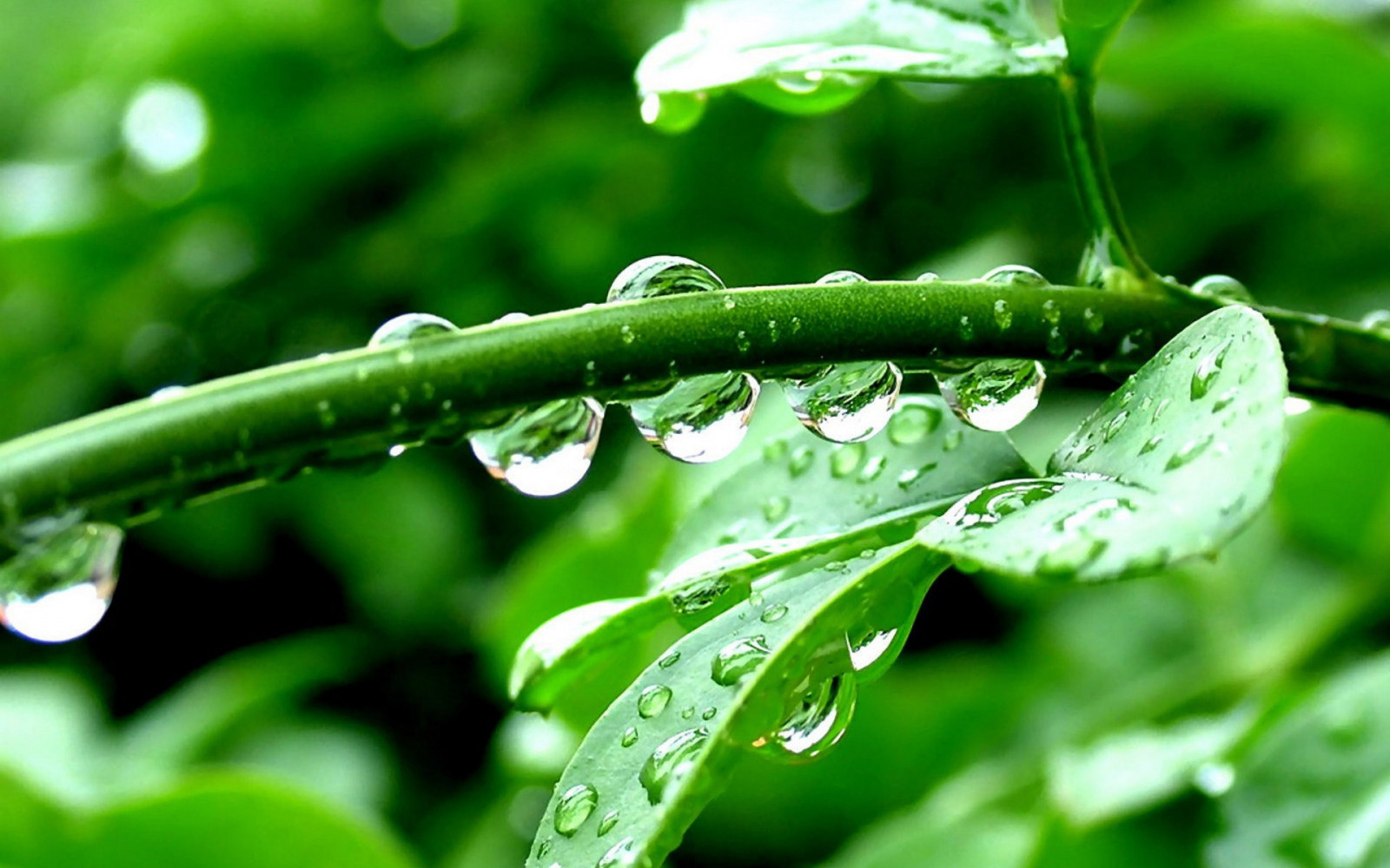 Daun-daun, air, alam, rumput, hujan, tetes air, cabang, hijau, embun, pohon, daun, bunga, menanam, penurunan, Flora, menghasilkan, botani, tanaman tanah, tanaman berbunga, merapatkan, fotografi makro, batang tanaman, embun