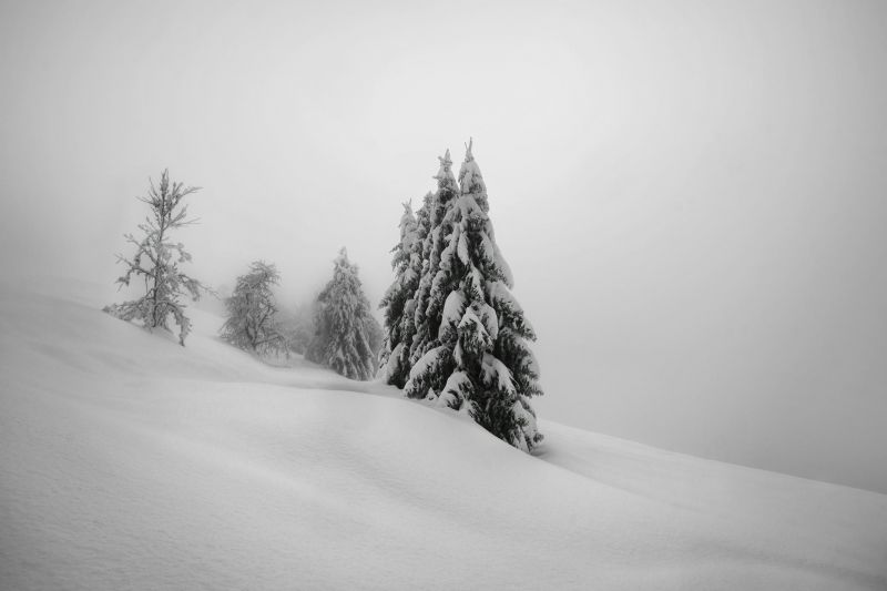 stromy, krajina, výkres, bílý, černobílý, sníh stromy, krajina, výkres, bílý, černobílý, sníh
