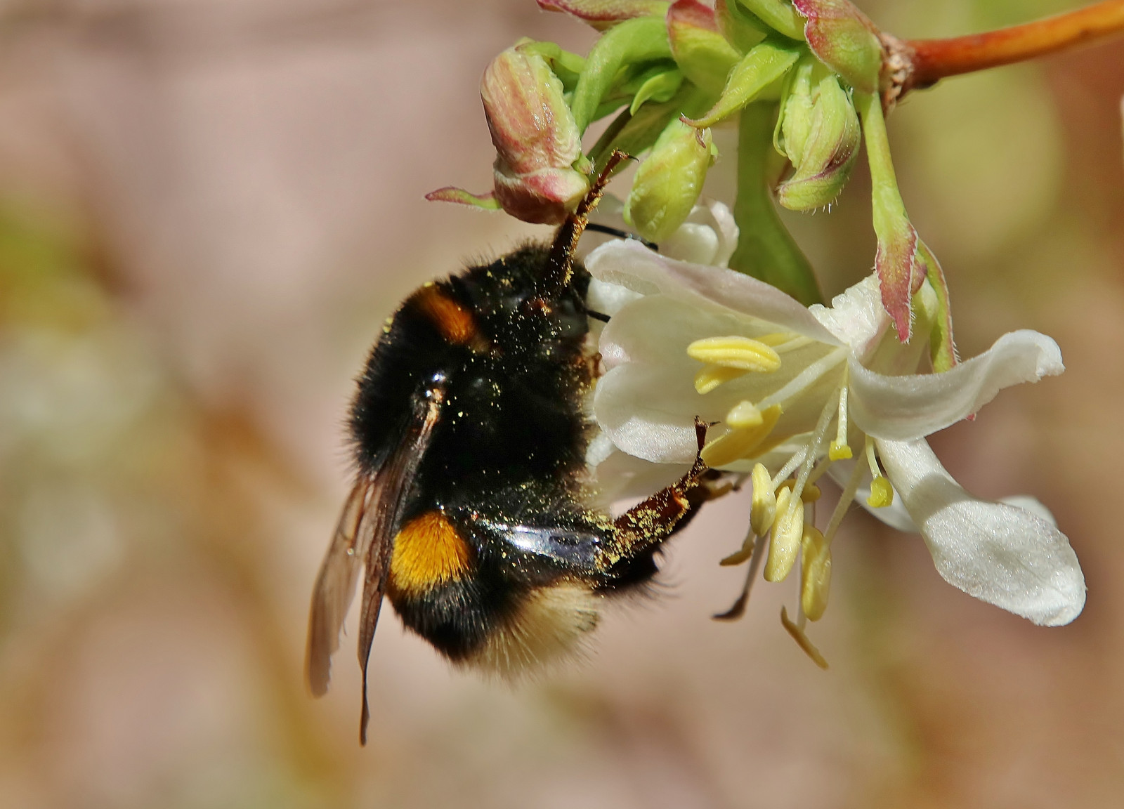 Zummeng Insect Bee Wallpaper : Bumblebee, hummel, insect, insekt, macro, makro ...