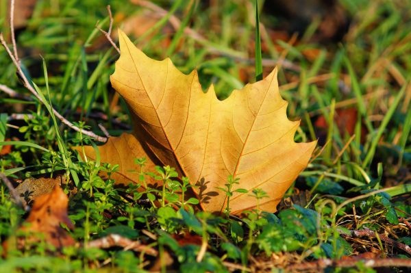 grass,leaf,maple tree