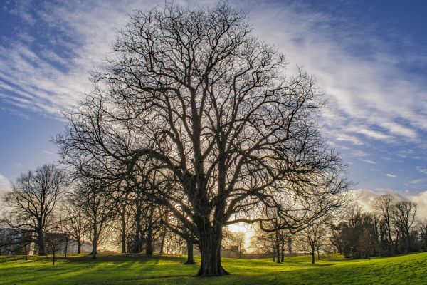 nature,trees,landscape
