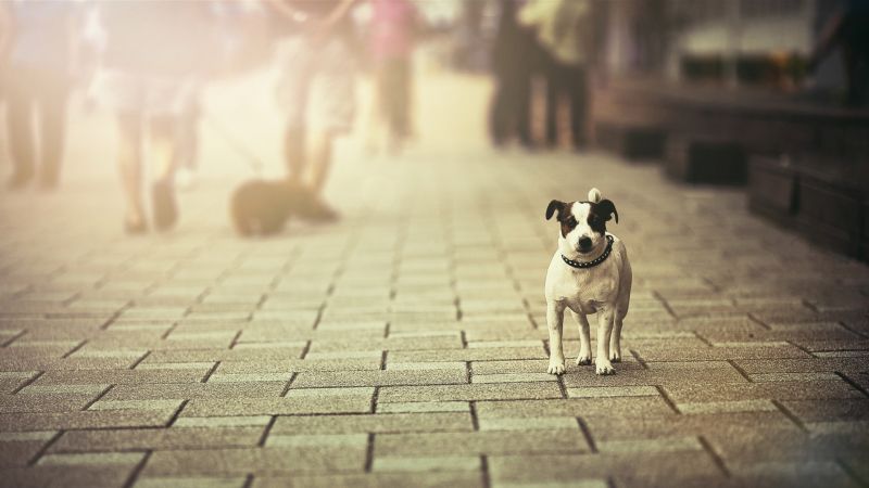 white, animals, photography, morning, dog, color white, animals, photography, morning, dog, color