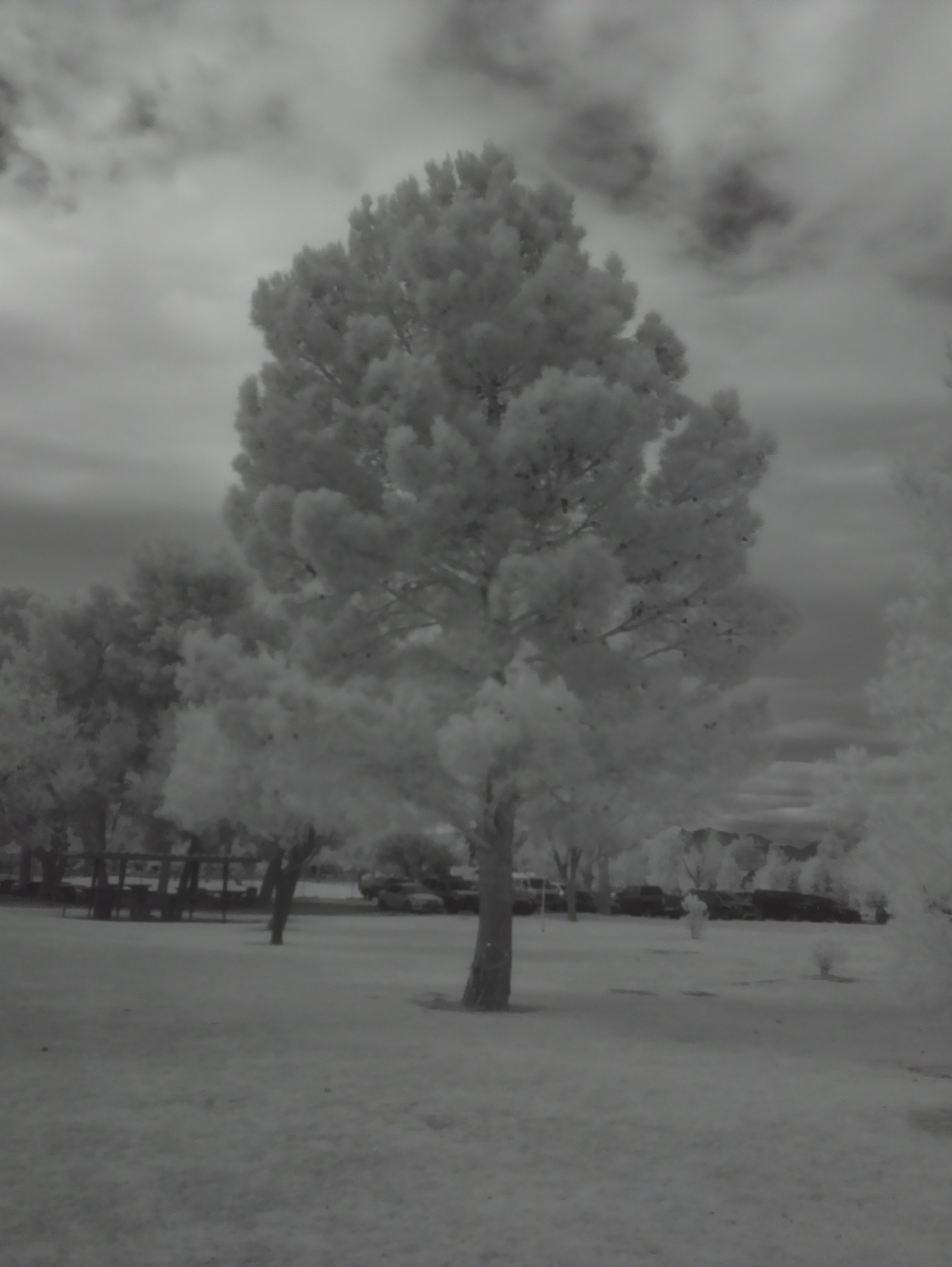 stromy, bílý, Černá, černobílý, západ slunce, park, sníh, zima, větev, ráno, mlha, mráz, Drsný, zmrazení, Noir, Infračervený, V2, pi, mrak, strom, mlha, počasí, sezóna, malina, ir, las, vegas, 950nm, šiškami, vánice, atmosférický jev, Černý a bílý, monochromatické fotografování, dřevina, zimní bouře