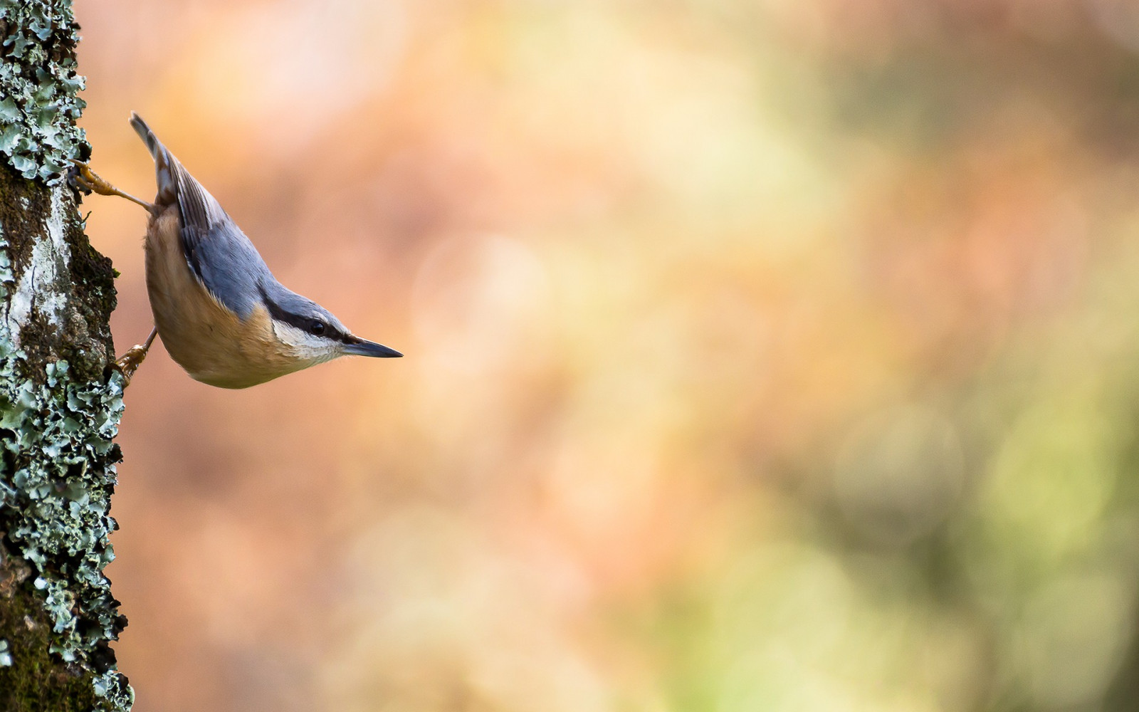 แสงแดด, นก, สัตว์, ธรรมชาติ, แมโคร, สาขา, สีเขียว, สัตว์ป่า, ปาก, ฤดูใบไม้ร่วง, ใบไม้, นก, นกฮัมมิ่งเบิร์ด, สัตว์ป่า, นกที่เกาะอยู่, สัตว์มีกระดูกสันหลัง, ใกล้ชิด, การถ่ายภาพมาโคร, flycatcher โลกเก่า