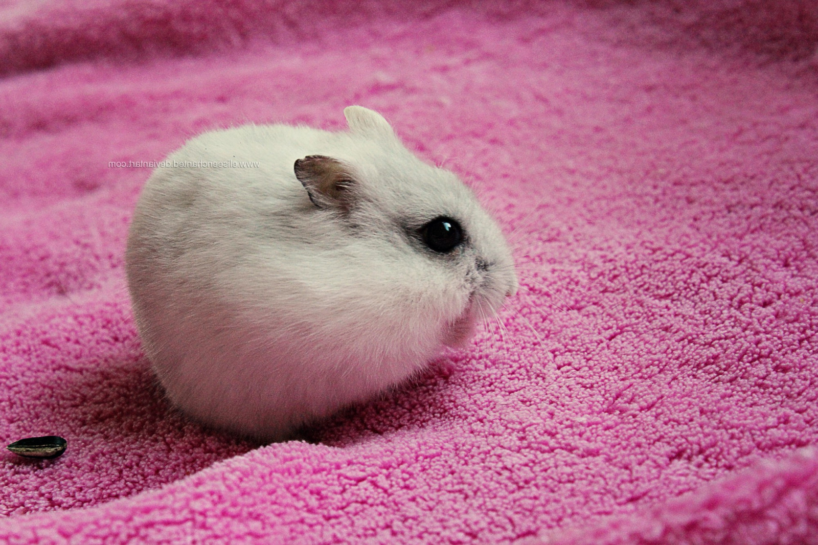 zvěř, rostliny, kníry, růžový, křeček, semena, hlodavec, králičí, savec, 2000x1333 px, obratlovců, Muroidea, pískomil, morče