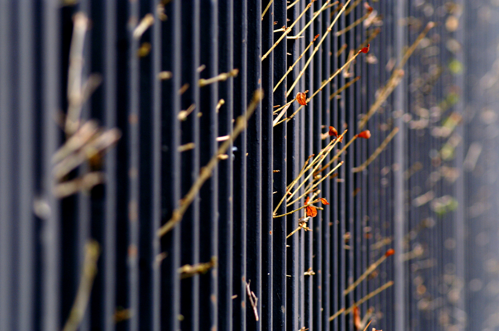 sort, blade, linjer, rust, skygger, dOF, bokeh, striber, mønstre, perspektiv, hegn, gentagelse, dslr, 75300, gitre, selektiv, vertikaler, thechallengefactory