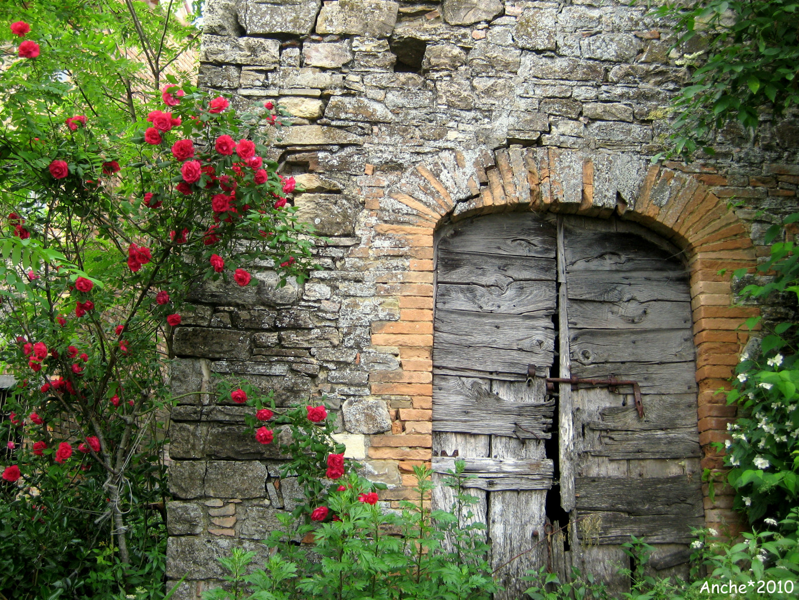 krajina, okno, zahrada, tráva, stěna, Dům, vesnice, růže, jaro, chalupa, vita, strom, květ, rostlina, flóra, vecchio, fasáda, contrasti, keř, giovane, kamenná zeď, eta, anche, Portone