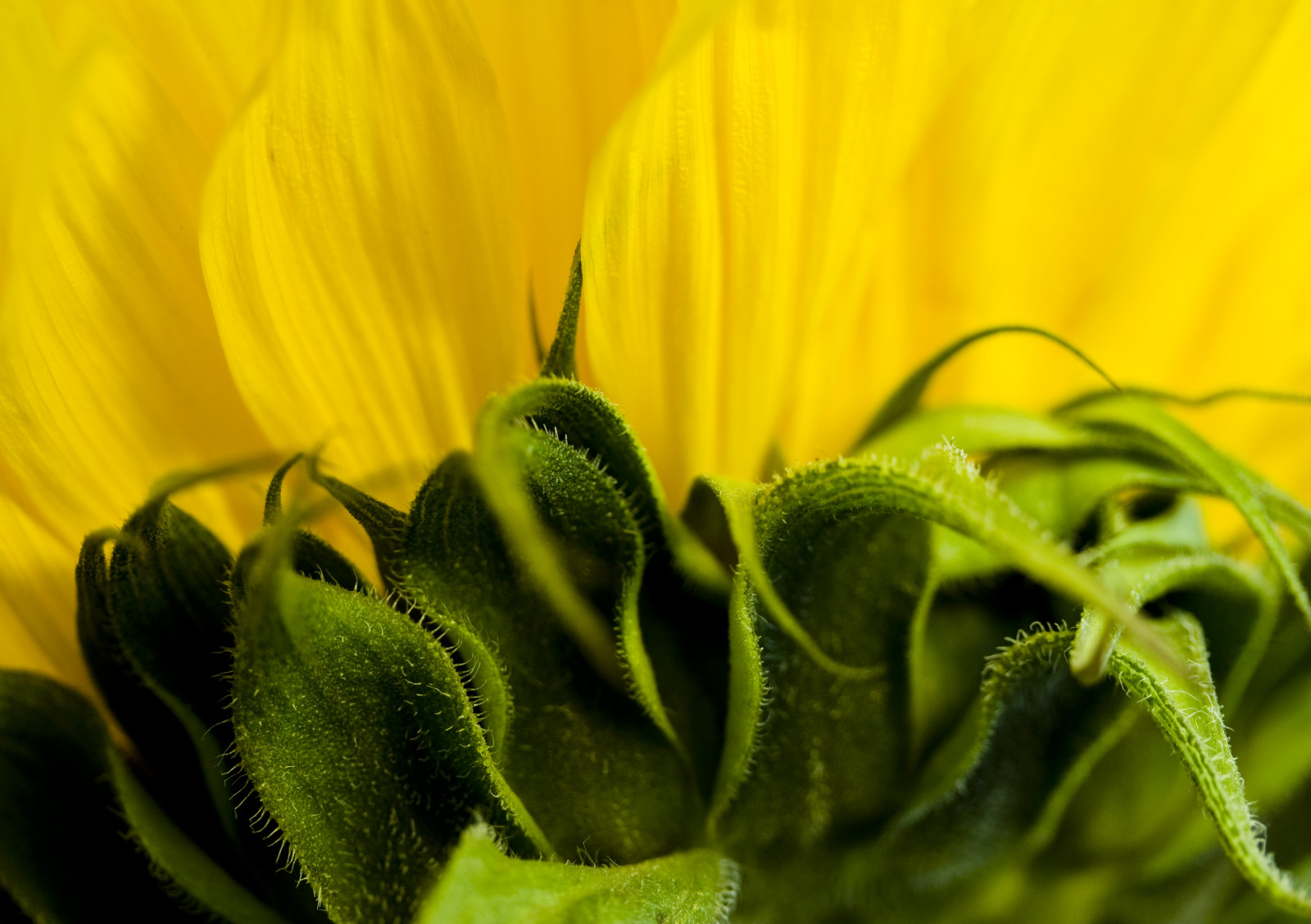 žlutý, flóra, makro fotografie, zblízka, rostlina, květ, slunečnice, závod stonek, okvětní lístek, pyl, počítač tapeta