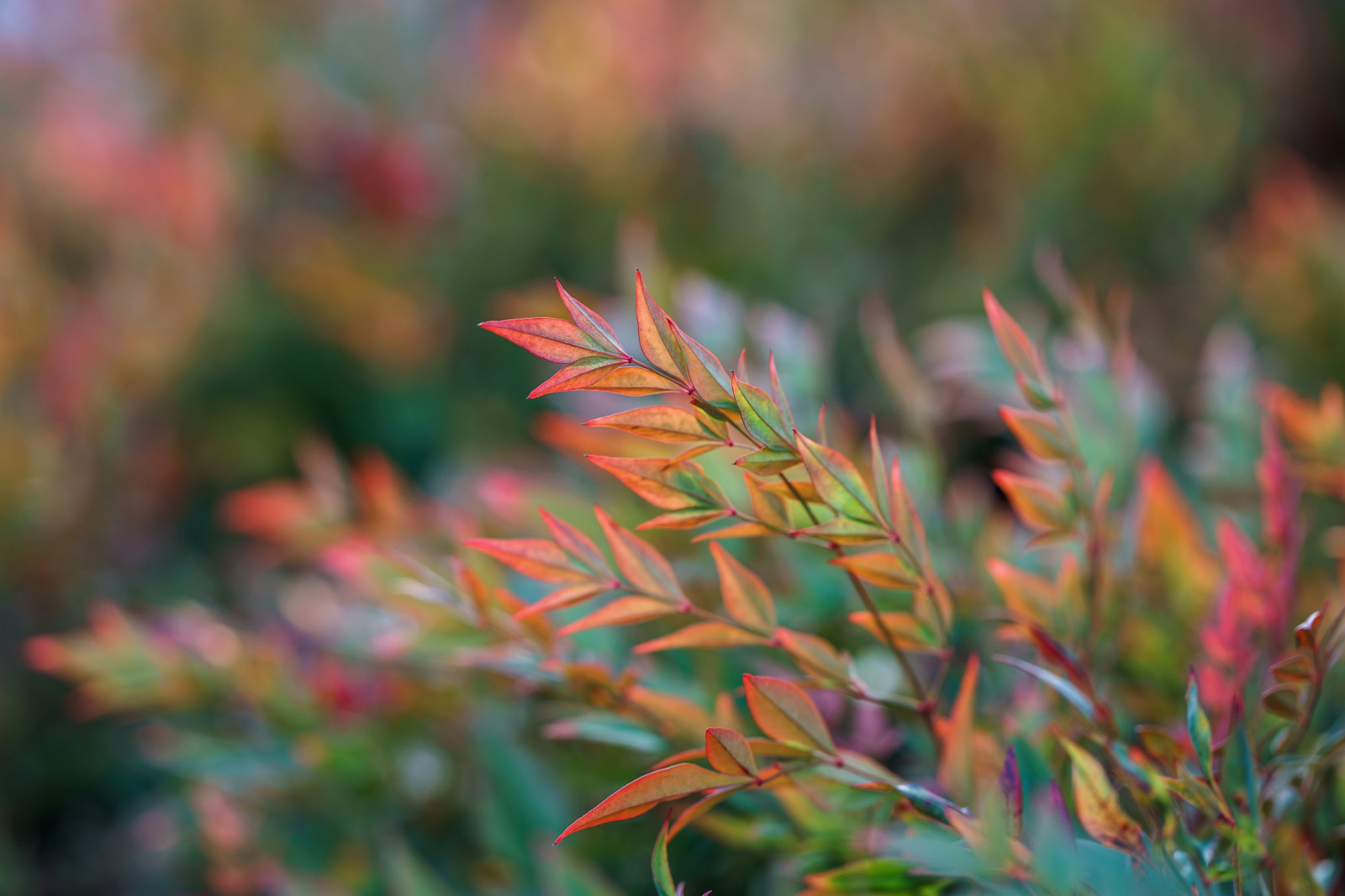 slunečnímu záření, listy, Příroda, Červené, tráva, větev, zelená, Sony, bokeh, strom, hloubka pole, podzim, list, květ, rostlina, venkovní, sezóna, flóra, dof, dva Tony, sonya7ii, sonya7m2, a7m2, samyang135f2, Samyang, singl, louka, divoká rostlina, prérie, botanika, suchozemská rostlina, zblízka, keř, makro fotografie, tráva rodina, závod stonek