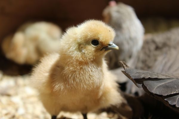poultry,Chicken,pigeons